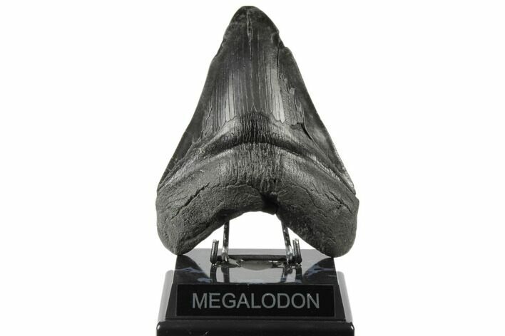 Giant, Fossil Megalodon Tooth - Foot Shark! #197041